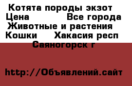 Котята породы экзот › Цена ­ 7 000 - Все города Животные и растения » Кошки   . Хакасия респ.,Саяногорск г.